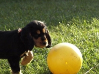 Coco und das Ei